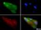 Beta-1,3-Glucuronyltransferase 1 antibody, NBP1-19788, Novus Biologicals, Immunofluorescence image 
