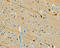SULT4A1 antibody, AF5826, R&D Systems, Immunohistochemistry paraffin image 