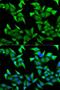 Nectin Cell Adhesion Molecule 2 antibody, LS-B15413, Lifespan Biosciences, Immunofluorescence image 