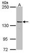POLG antibody, TA308753, Origene, Western Blot image 