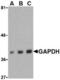 GAPDH antibody, AHP996, Bio-Rad (formerly AbD Serotec) , Western Blot image 