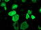 Ras Association Domain Family Member 1 antibody, TA502449, Origene, Immunofluorescence image 