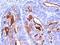 CD3 antibody, orb388835, Biorbyt, Immunohistochemistry paraffin image 