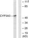 Cytochrome P450 Family 3 Subfamily A Member 4 antibody, PA5-38910, Invitrogen Antibodies, Western Blot image 