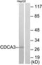 Cell Division Cycle Associated 3 antibody, TA315871, Origene, Western Blot image 