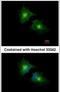 Secretory Carrier Membrane Protein 3 antibody, PA5-21428, Invitrogen Antibodies, Immunofluorescence image 