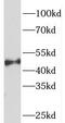 Sorting nexin-6 antibody, FNab08095, FineTest, Western Blot image 