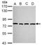 Protocadherin Alpha 2 antibody, NBP2-19723, Novus Biologicals, Western Blot image 