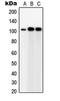 Glypican-5 antibody, MBS822124, MyBioSource, Western Blot image 
