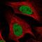Minichromosome Maintenance Complex Component 5 antibody, HPA052880, Atlas Antibodies, Immunocytochemistry image 