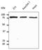 Calnexin antibody, AB0037-500, Origene, Western Blot image 
