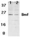 Bcl2 Modifying Factor antibody, LS-C419, Lifespan Biosciences, Western Blot image 