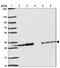 Proteasome subunit alpha type-4 antibody, NBP2-38754, Novus Biologicals, Western Blot image 
