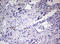 Paired Related Homeobox 1 antibody, LS-C798008, Lifespan Biosciences, Immunohistochemistry frozen image 