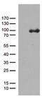 Protocadherin Beta 8 antibody, CF812706, Origene, Western Blot image 