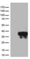 Syntaxin 1A antibody, LS-C796467, Lifespan Biosciences, Western Blot image 
