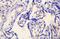 Cadherin 5 antibody, A02632-1, Boster Biological Technology, Immunohistochemistry frozen image 