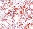 Estrogen Receptor 2 antibody, V7059-100UG, NSJ Bioreagents, Western Blot image 