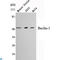 Beclin 1 antibody, LS-C814094, Lifespan Biosciences, Western Blot image 