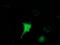 Hydroxyacylglutathione Hydrolase Like antibody, TA502401, Origene, Immunofluorescence image 
