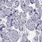Potassium Voltage-Gated Channel Subfamily J Member 10 antibody, HPA078302, Atlas Antibodies, Immunohistochemistry frozen image 