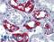CDw75 antibody, LS-B3759, Lifespan Biosciences, Immunohistochemistry frozen image 
