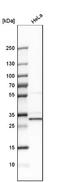 Dehydrodolichyl Diphosphate Synthase Subunit antibody, NBP1-84975, Novus Biologicals, Western Blot image 
