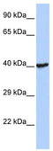 Ring Finger Protein 113B antibody, TA337737, Origene, Western Blot image 