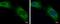 LON Peptidase N-Terminal Domain And Ring Finger 2 antibody, PA5-35914, Invitrogen Antibodies, Immunofluorescence image 