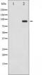 Dynamin-I antibody, TA325411, Origene, Western Blot image 