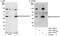 Eukaryotic translation initiation factor 3 subunit G antibody, A301-755A, Bethyl Labs, Immunoprecipitation image 