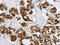 Histidine Triad Nucleotide Binding Protein 2 antibody, CSB-PA190666, Cusabio, Immunohistochemistry frozen image 