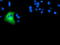 Dipeptidyl Peptidase 9 antibody, LS-C337556, Lifespan Biosciences, Immunofluorescence image 