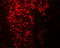 Transcription Factor CP2 Like 1 antibody, 6807, ProSci, Immunofluorescence image 