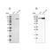 Aminoadipate-Semialdehyde Synthase antibody, NBP1-82833, Novus Biologicals, Western Blot image 