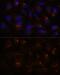 Extended Synaptotagmin 1 antibody, GTX66375, GeneTex, Immunofluorescence image 