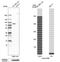 Galectin 3 Binding Protein antibody, HPA000554, Atlas Antibodies, Western Blot image 