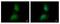Ring-Box 1 antibody, PA5-29149, Invitrogen Antibodies, Immunofluorescence image 