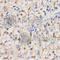 Protein Phosphatase 2 Phosphatase Activator antibody, A1912, ABclonal Technology, Immunohistochemistry paraffin image 
