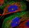 Cilia And Flagella Associated Protein 69 antibody, NBP2-32373, Novus Biologicals, Immunofluorescence image 