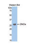 Trypsin antibody, LS-C296819, Lifespan Biosciences, Western Blot image 