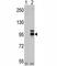 CD334 antibody, F40419-0.4ML, NSJ Bioreagents, Western Blot image 