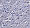 Synaptopodin antibody, NBP2-39100, Novus Biologicals, Immunohistochemistry frozen image 