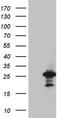 RAB18, Member RAS Oncogene Family antibody, TA811906, Origene, Western Blot image 