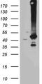 Guanine nucleotide-binding protein subunit alpha-14 antibody, TA812023, Origene, Western Blot image 