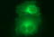 Peroxisomal multifunctional enzyme type 2 antibody, TA507030AM, Origene, Immunofluorescence image 