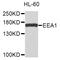 Early Endosome Antigen 1 antibody, STJ112135, St John