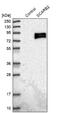 LIMP II antibody, NBP1-84583, Novus Biologicals, Western Blot image 