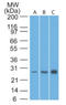 Hsp10 antibody, AM32832PU-T, Origene, Western Blot image 