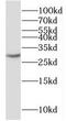 Peptidylprolyl Isomerase Like 6 antibody, FNab06683, FineTest, Western Blot image 